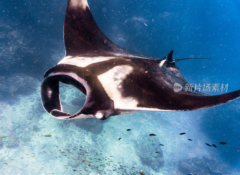 远洋蝠鲼(Manta birostris)游过清洁站。在世界自然保护联盟的红色名单中，这些优雅的动物正在成为野外罕见的景象。